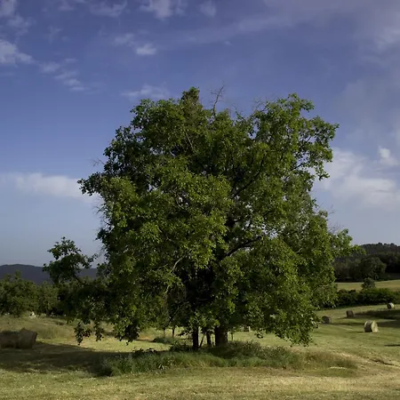 Llucanes Perafita