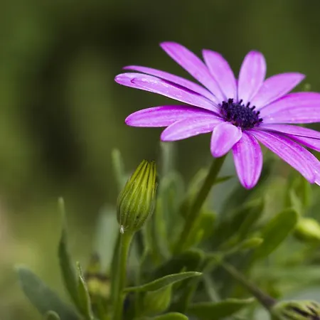 Llucanes Perafita